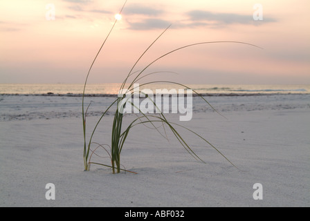 Gräser und Vegetation wächst vom Strand Sand am St.Joseph es Peninsula State Park FL Stockfoto