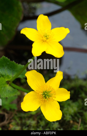 Marsh Marigold Caltha Palustris gelbe frische Wasser Sumpfdotterblumen Blume Pflanze gemeinsame nasse Wälder Sümpfe Gräben Bright Golden wild Stockfoto