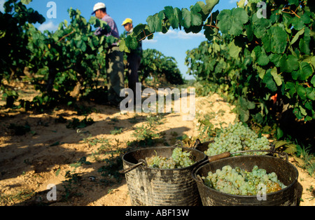 Weinlese. Penedès Region. Provinz Barcelona. Katalonien. Spanien Stockfoto