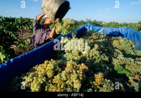 Weinlese. Penedès Region. Provinz Barcelona. Katalonien. Spanien Stockfoto