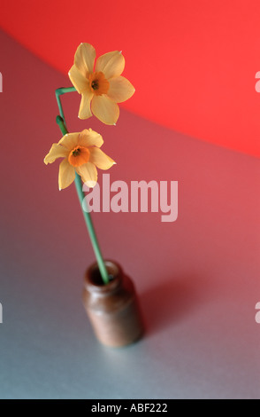 Zwei gelbe Narzisse Blumen in einem kleinen Topf auf rotem Grund Stockfoto