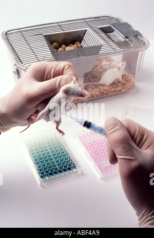 Tierische Forschung während eines Experiments Forscher bereitet sich auf eine braune Labor Maus Spritzen Stockfoto