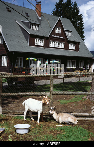 Zwei Ziegen auf Prezidentska Chata Nr Bedrichov Strecken Hory Tschechische Republik Berge Europa eu Stockfoto