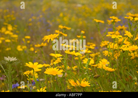 Wildflower Meadow in voller Blüte, Lincolnshire, England. Stockfoto