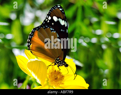 Plain Tiger Danaus Wachen Wachen Danais Wachen Danaidae saugen Nektar aus einer Blume Hintergrundbeleuchtung Stockfoto