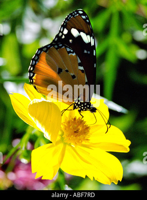 Plain Tiger Danaus Wachen Wachen Danais Wachen Danaidae saugen Nektar aus einer Blume Hintergrundbeleuchtung Stockfoto