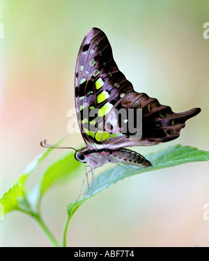 Tailed Jay Papilionidae Graphium Agamemnon ausgewachsenen Schmetterling ruht auf einem Blatt Stockfoto