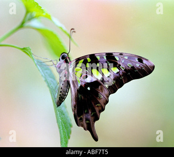 Tailed Jay Papilionidae Graphium Agamemnon ausgewachsenen Schmetterling ruht auf einem Blatt Stockfoto