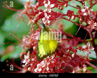 Gemeinsamen Emigrant Schmetterling Captopsilia Pomona Pieridae Erwachsene auf Clerodendron Blume ernähren sich von Honig saugen Stockfoto