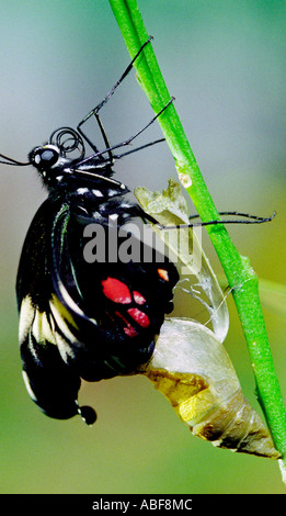 Gemeinsamen Mormone Papilio Polytes Papilionidae Schmetterling adulte Form aus der Puppe Stockfoto