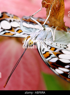 Kommandant Schmetterling Moduza Procris Limenitis Procris hängen von der Puppe auf einer Mussaenda-Anlage Stockfoto