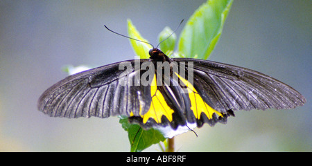 Südlichen Birdwing Troides Minos größten indischen Schmetterling Männchen ruht auf einer Anlage Stockfoto