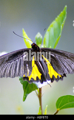 Südlichen Birdwing Troides Minos größten indischen Schmetterling Männchen ruht auf einer Anlage Stockfoto