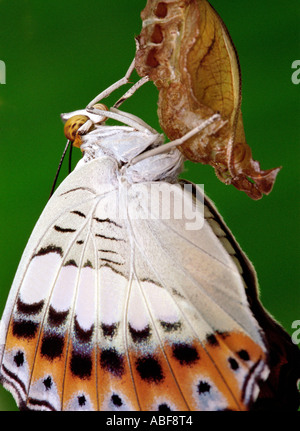Moduza Procris Limenitis Procris Lymphalidae Commander Schmetterling adulte Form hängen von der Puppe Stockfoto
