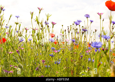 Wildblumen Wiesenblumen, Mohn, Maisblüten und Gänseblümchen vor einem weißen Himmel. England. Niedriger Winkel Stockfoto