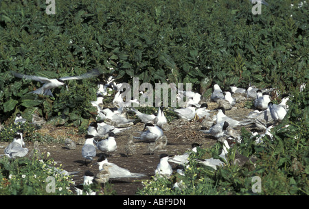 Brandseeschwalbe Nester Kolonie Inner Farne Islands Northumberland, England Stockfoto