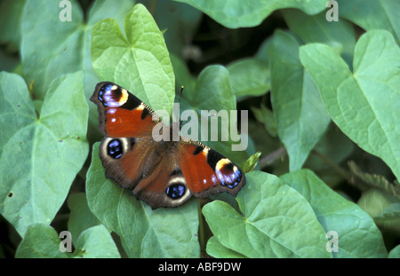Tagpfauenauge Inachis Io an der Mitte Yare nationale Natur-Reserve-Norfolk in England Stockfoto