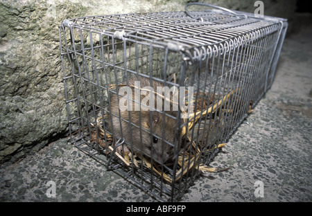 Schwarze Ratte Rattus Rattus gefangen in einer Falle auf Lundy Island Bristolkanal England Teil der Zollabfertigung Progamm für island Stockfoto