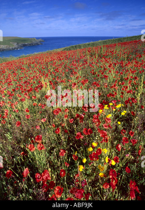 Mohnblumen auf einem Feld am West Pentire Farm verwaltet, seltenen Acker-Unkraut zu bewahren Stockfoto