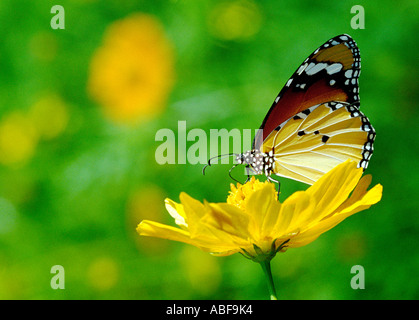 Plain Tiger Danaus Wachen Wachen Danais Wachen Danaidae saugen Nektar aus einer hellen gelben Blume Stockfoto