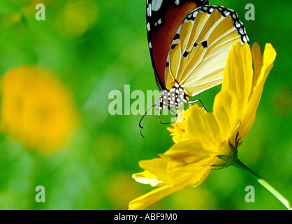 Plain Tiger Danaus Wachen Wachen Danais Wachen Danaidae saugen Nektar aus einer hellen gelben Blume Stockfoto