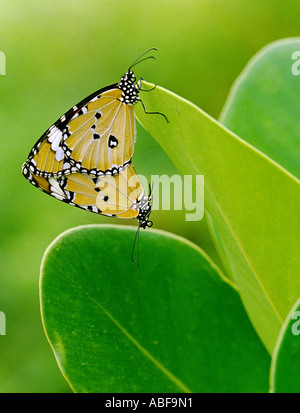 Plain Tiger Schmetterlinge Danaus Wachen Wachen Danais Wachen Danaidae Paarung Stockfoto