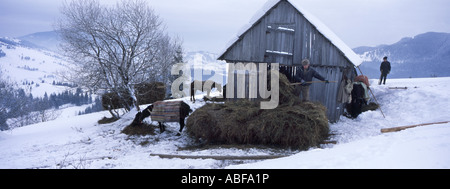 Sammeln von Winter Heu mit Schlitten in den Hügeln oberhalb von Barockospataka Siebenbürgen Rumänien Stockfoto