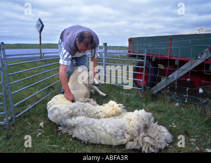 Hand des Menschen Scheren ein Schaf auf der Insel South Uist in Outter Hebridies Schottland Stockfoto