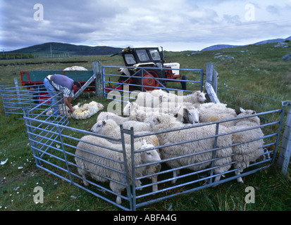 Hand des Menschen Scheren ein Schaf auf der Insel South Uist in Outter Hebridies Schottland Stockfoto