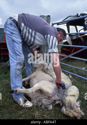 Hand des Menschen Scheren ein Schaf auf der Insel South Uist in Outter Hebridies Schottland Stockfoto