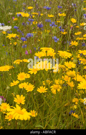 Wildblumenwiese in voller Blüte Stockfoto