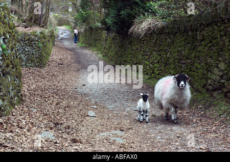 Ein Swaledale Ewe und Lamm auf einem Wanderweg in Langdale im Lake District Stockfoto