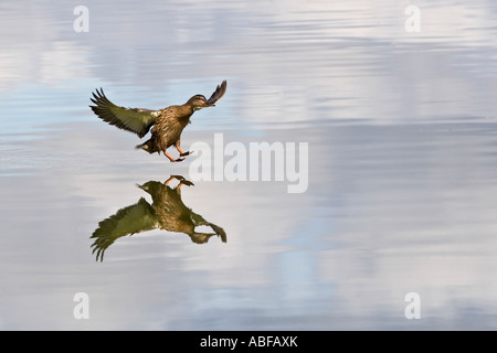 Weibliche Stockente Anas Platyrhynchos Landung auf stilles Wasser mit Reflexion der Ente und Himmel Priory Parken Bedford Stockfoto