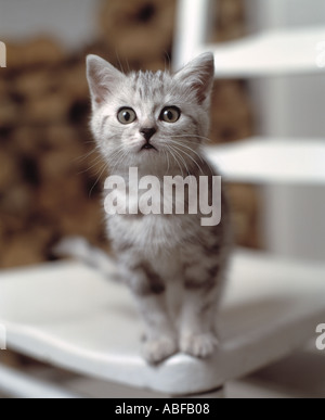 Silber Tabby Kitten Katze auf Stuhl Stockfoto