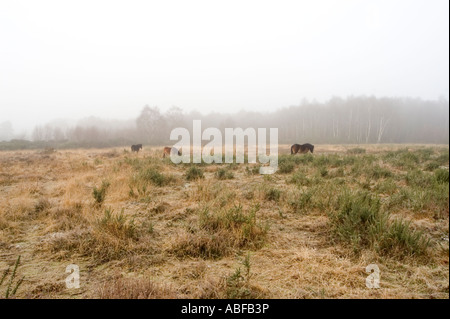 Sutton Park im Nebel ist ein großer öffentlicher Park im Norden von Birmingham in Großbritannien hat es auch Wildpferde, die Teil durchstreifen Stockfoto