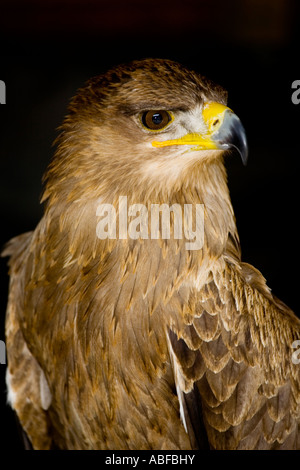 Tawny Adler, Raubvogel Stockfoto