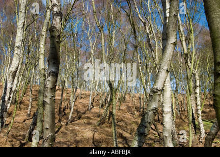 Ansicht von Cannock Chase in Staffordshire in England mit einer Gruppierung von Bäumen Stockfoto