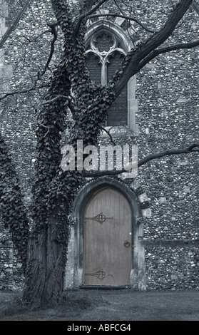 Ein Efeu bedeckt Eiche vor dem Haupteingang der Kirche im Dorf von Stansted Mountfitchet in Essex Stockfoto
