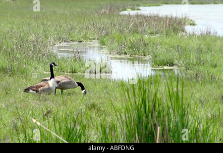 Kanadagans (Branta Canadensis) an Assateague Island National Seashore, Maryland Stockfoto