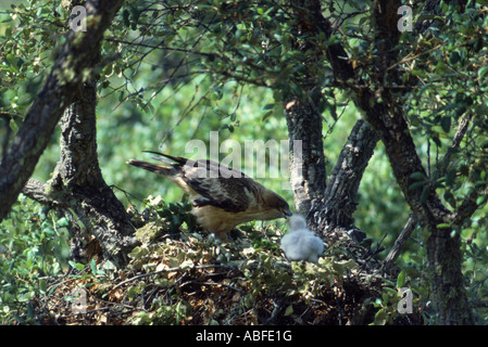 Zwergadler. Licht phase Zwergadler im Nest mit Nestling Portugal Stockfoto