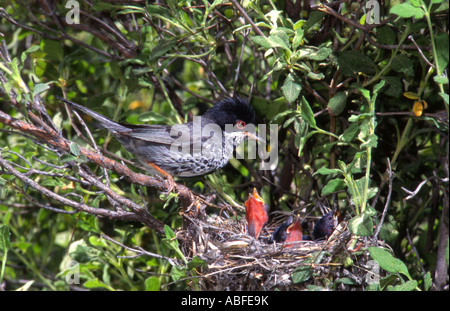 Zypern-Grasmücke. Männchen am Nest mit jungen Zypern Stockfoto