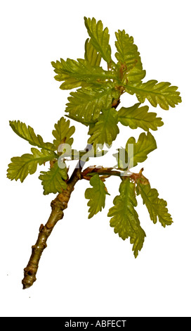 Englische Oak.Young Blätter am Stiel Surrey England April Stockfoto