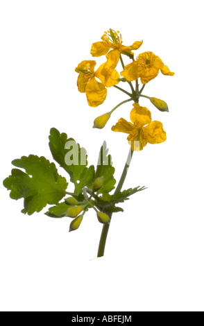 Größere Schöllkraut Ausschnitt. Flowerheads Blätter Surrey England April Stockfoto