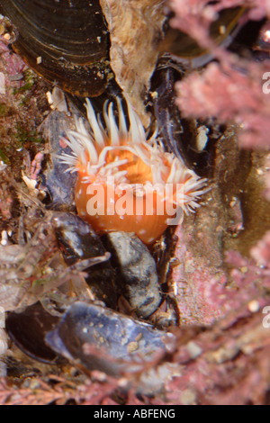 Eine Seeanemone Sagartia Elegans Sagartiidae in einem Rockpool UK Stockfoto