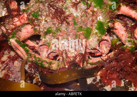 Gemeinsamen Seespinnen Maja Squinado, die Majidae gut mit beigefügten Algen in einem großen Rockpool UK getarnt Stockfoto