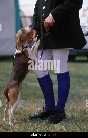 Beagle Hündchen mit Jäger, wird es in einer Beagle Hündchen Show South of England County Show gezeigt. Ardingly, Haywards Heath 2000s 2005 HOMER SYKES Stockfoto