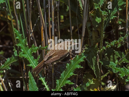 Marsh Warbler am Nest mit Küken Stockfoto
