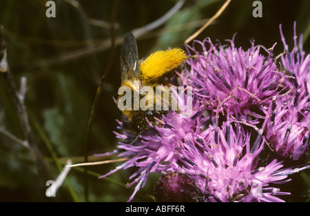 Haarigen Beinen Bergbau Biene Dasypoda Altercator Hirtipes Melittidae weibliche Futtersuche auf Sawwort Blumen UK Stockfoto