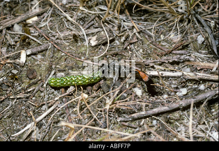 Heide Sand Wespe Ammophila Pubescens Sphecidae am Eingang ihrer Höhle mit einer Raupe UK Stockfoto