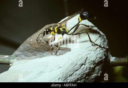 Schlamm Dauber Wespe Sceliphron Fistularum Sphecidae ihr Nest im amazonischen Regenwald Brasilien eine Zelle hinzufügen Stockfoto